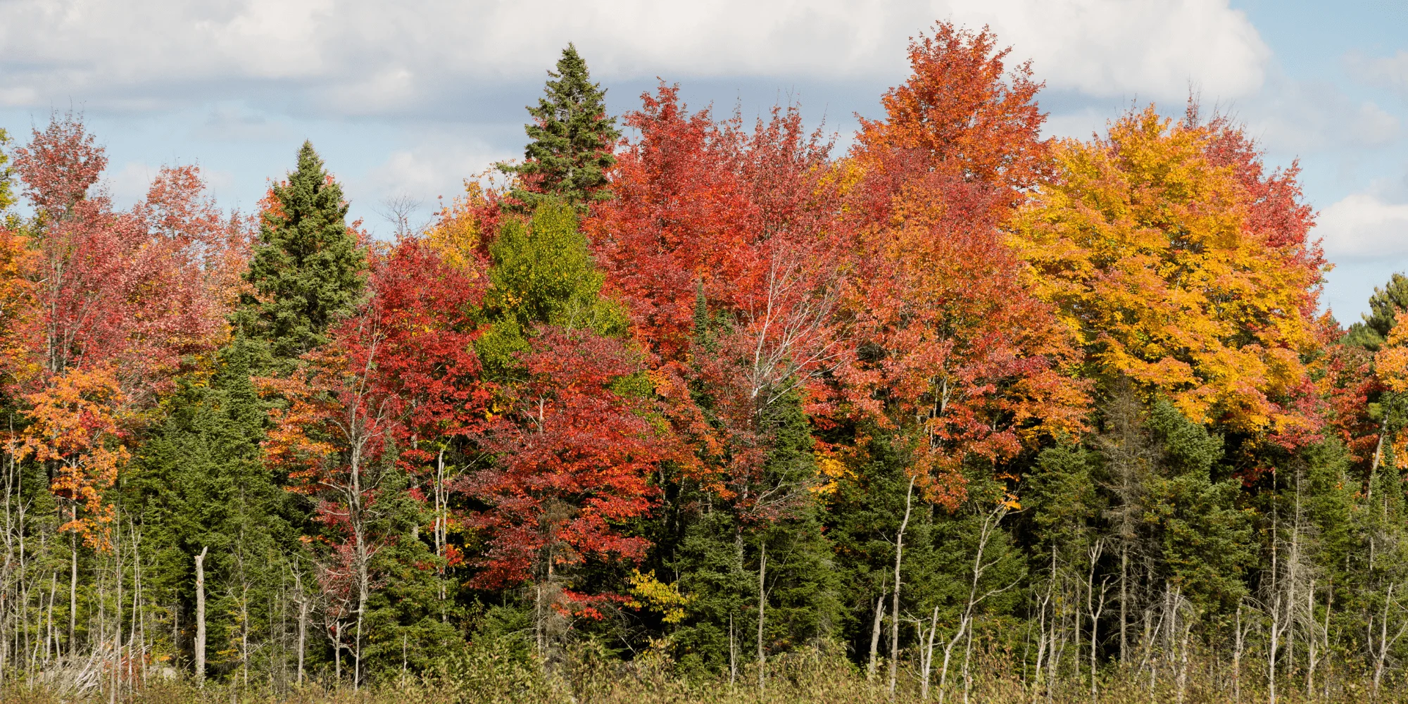 Maple trees