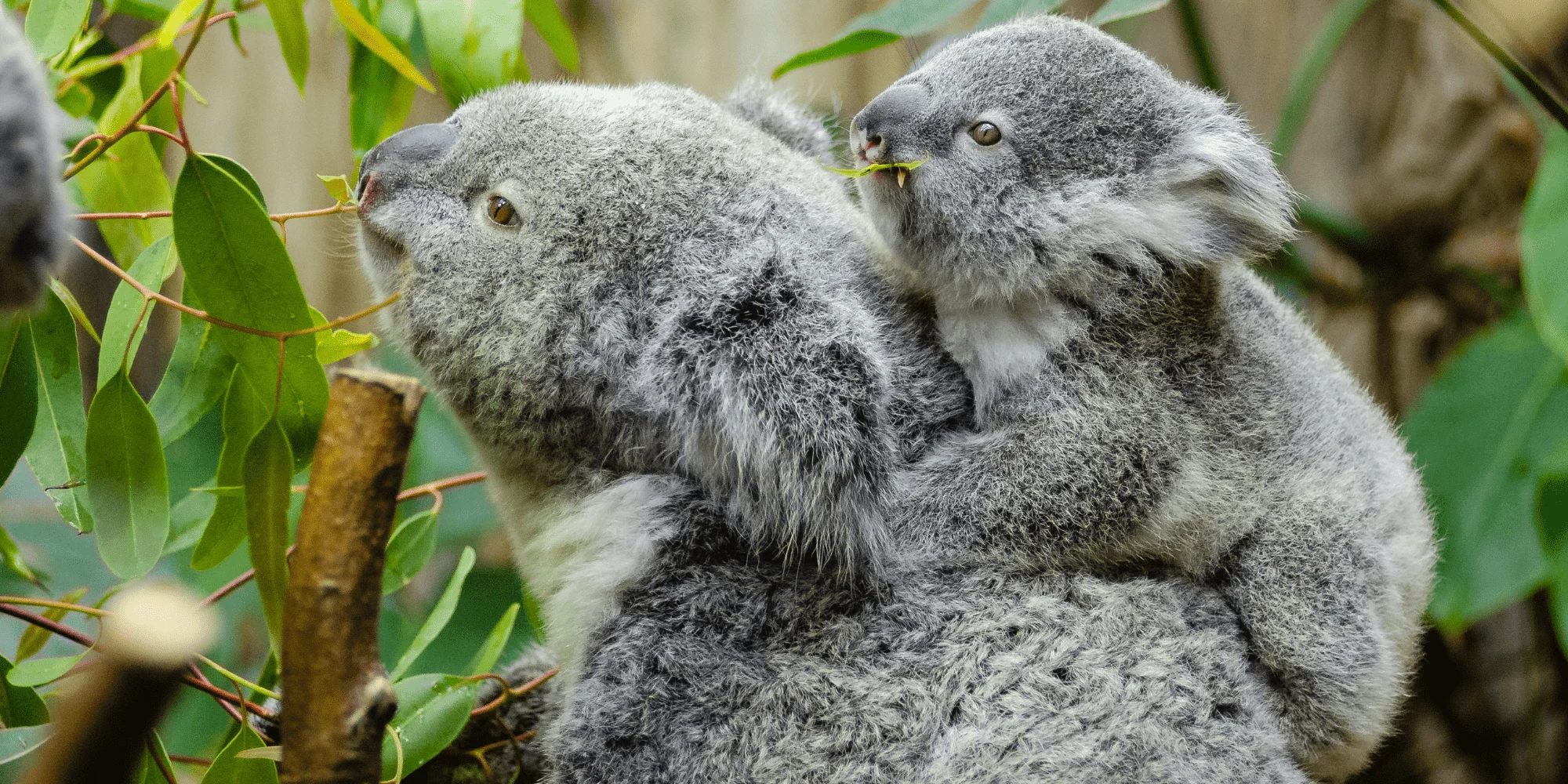 Koalas